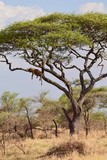 Fototapeta Sawanna - Lioness in a tree 5