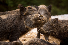 Wild Boars In The Forest In The Mud