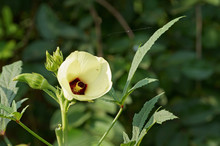 Beauty Of Okra Flower Blooming In The Morning