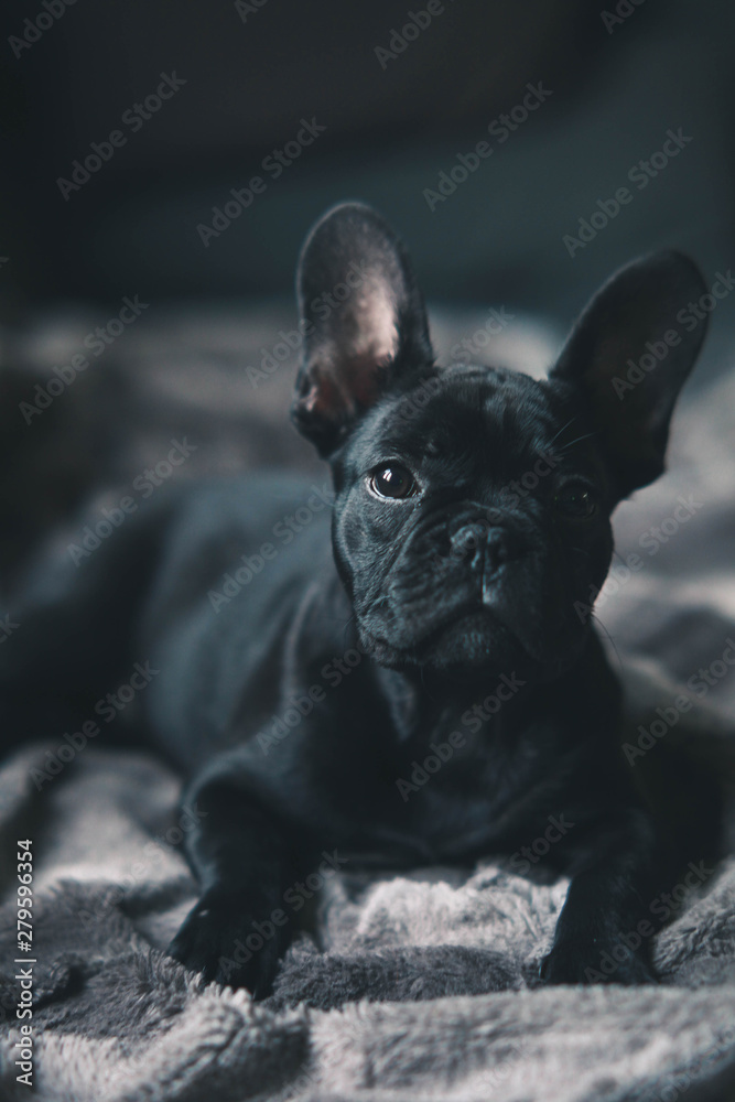 French Bulldog - obrazy, fototapety, plakaty 