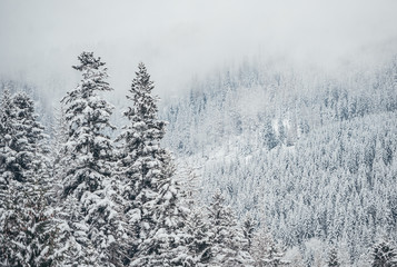 Beautiful winter landscape with snow covered trees