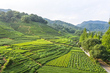 Fototapete - longjing tea garden in west lake