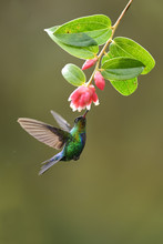 Fiery-throated Hummingbird Drinking Nectar From Red Flower