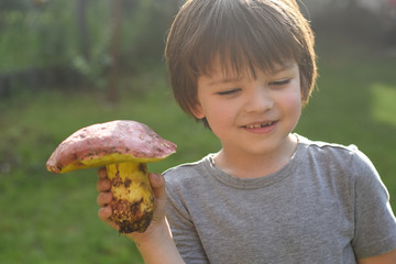 Wall Mural - Fresh porcini mushroom in child hand. Happy boy hold big cep mushroom