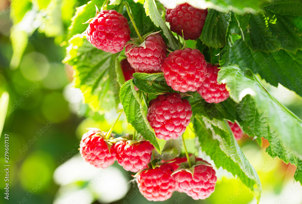 branch of ripe raspberries in a garden - obrazy, fototapety, plakaty 