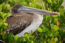 Juvenile Brown Pelican Perched In A Mangrove