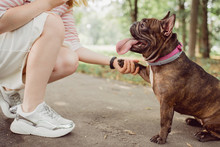 Dog Paw Takes The Woman. People Support Pets. Friendship Concept. Bulldog Portrait.