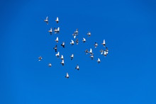 Flock Of Pigeons In The Blue Sky
