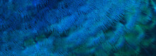 Blue Peacock Feathers In Closeup