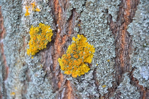 Yellow Lichen On The Bark Of A Tree Tree Trunk Affected By Lichen Moss On A