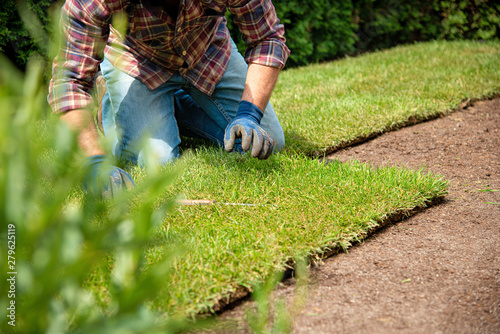 Fotografía Installing turf rolls in the garden