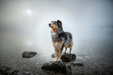 Australian Shepherd Is Standing At A Rock In A Lake. Beautiful Dog In Amazing Landscape.