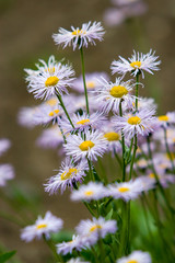 A lot of summer white with purple wildflowers of the Aster flowers family like daisies on a blurred green background. The middle of the flower is yellow. Stems are green. Selective focus.