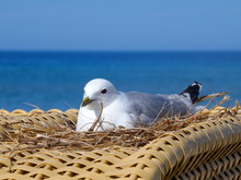 Nest With Breeding Seagull On A Beach Chair At Sehlendorfer Strand, Hohwachter Bucht.  Blekendorf, Schleswig-Holstein, Germany, Europe