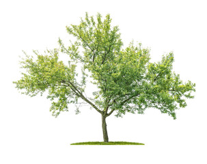 isolated tree on a white background - prunus domestica - plum tree
