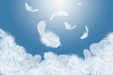 Down Feathers. Soft White Fluffly Feathers Falling In The Air. Swan Feather On Blue Background.	