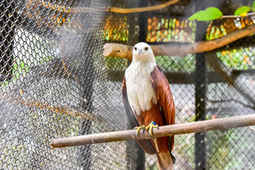 Chai nat Thailand December 26 2019 see birds at Chai NAT Bird Park is a place of chainat province. Bird cage is the biggest in Asia, covering an area of 26 hectares and contains various species birds.