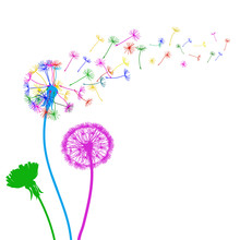 Three Abstract Colorful Dandelion, Flying Seeds Of Dandelion - Stock Vector