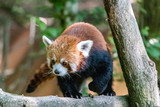 Fototapeta Zwierzęta - red panda in close up