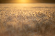 Weizenfeld im Sonnenuntergabg