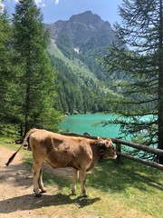 Poster - lago di montagna mucca 