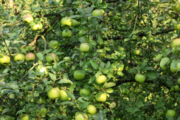 apple branch with ripe apples close-up in the rays of sun. Autumn harvest concept