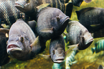 Wall Mural - big gray Fish in the Aquarium