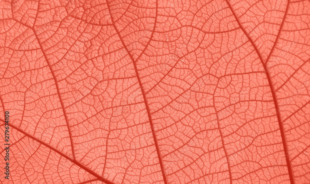 Coral pink toned close up texture of leaf veins - obrazy, fototapety, plakaty 