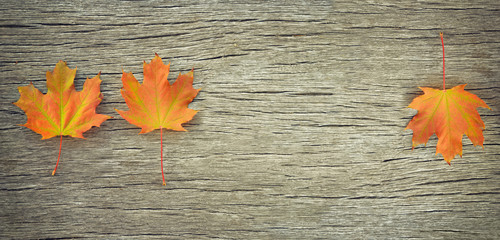 Fallen maple leaves on wooden rustic floor. Autumn background.