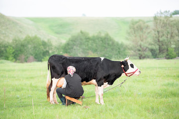 Woman milking black and white cow hands in the field