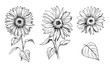 Sketch of sunflower. Hand drawn outline converted to vector.
