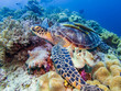 © whitcomberd - A Green Sea Turtle resting on a coral reef in Bohol, Philippines