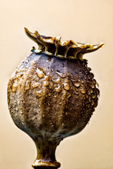 Poppy seed pod macro 01