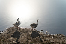The Group Of Goose Near To Water