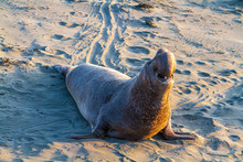Elephant Seal, San Simeon, California