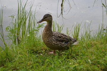 duck on the grass