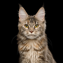 Portrait Of Tabby Maine Coon Cat With Brush On Ears, Isolated Black Background