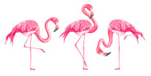 Set Of Watercolor Exotic Flamingos Isolated On White Background