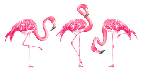 Set of watercolor exotic flamingos isolated on white background