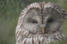 Ural Owl, Strix Uralensis, Close Up Portrait While Snoozing On A Pine Branch With One Eye Open, One Closed Behaviour.
