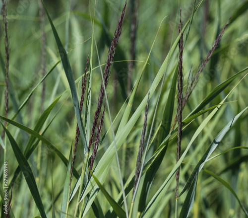 Fotografía Carex acutiformis, the lesser pond-sedge