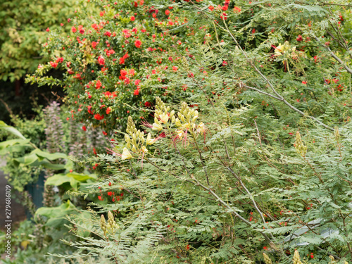 Césalpinie De Gillies Ou Oiseau Du Paradis Jaune