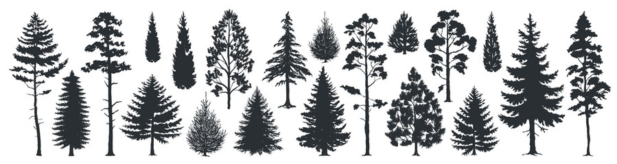 pine tree silhouettes. evergreen forest firs and spruces black shapes, wild nature trees templates. 