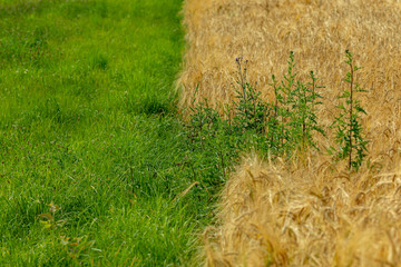 grass in the field