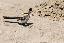 Wild Roadrunner In Big Bend National Park Going To The Rio Grande River To Get A Drink Of Water In Texas.