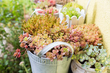 Variation Of Flower Pots With Succulents