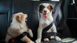 © StockMediaSeller - A couple of funny puppies travel in the car, wearing a seat belt. Dogs passengers