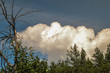 a thundercloud hung over the forest