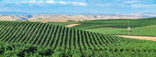 California Vineyards: Rolling Hills, Valleys, Rows Of Grapevines And Wineries Are Common In The Wine Country Fields Of Rural Northern And Central California Such As Napa, Sonoma And Monterey County.