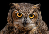 Fototapeta Zwierzęta - A wild Great Horned Owl in Monterey, California.